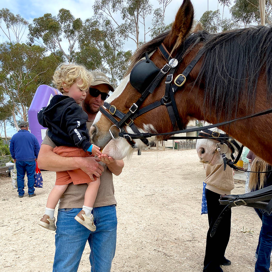 Feeding Clydesdale